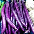 thumbnail image 3 of Decor-land-FS 30 Long Purple Eggplant Plant Seeds, Asian Heirloom Variety, 3 of 3