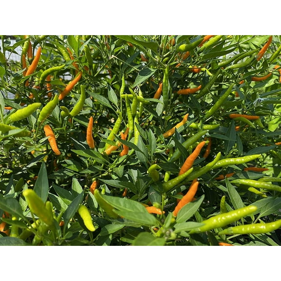 Sherwood's Seeds 10 Orange Thai Chili Pepper Plant Seed, Heirloom