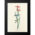 thumbnail image 2 of Audubon, John James 14x18 Black Modern Framed Museum Art Print Titled - Blue Yellow back Warbler, 2 of 5