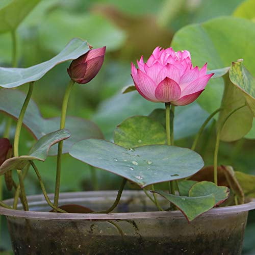 SMILICA Perennial Bonsai Mini Lotus Seeds Bonsai Plant Seeds Aquatic Plants 