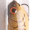 Brown Crawdad Orange Belly