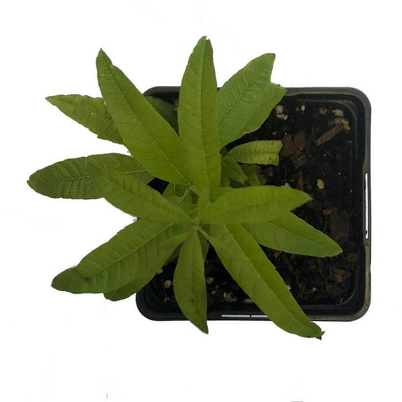 Lemon Verbena (Aloysia citrodora) Organic Plant in 2.5-inch Pot by Smoke Camp Crafts