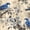White Cherry Birds, variant on Dark Black Pink White Plum Floral Peony Flowers Peel and Stick Wallpaper Easy Peel Off Contact Paper Stick on Adhesive Wall Paper for Bathroom Waterproof Renter Friendly