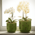thumbnail image 6 of EFISPSS 2 Pack 5+6 inch green orchid pots with holes and removable trays, assist new plants or repotting, 6 of 8