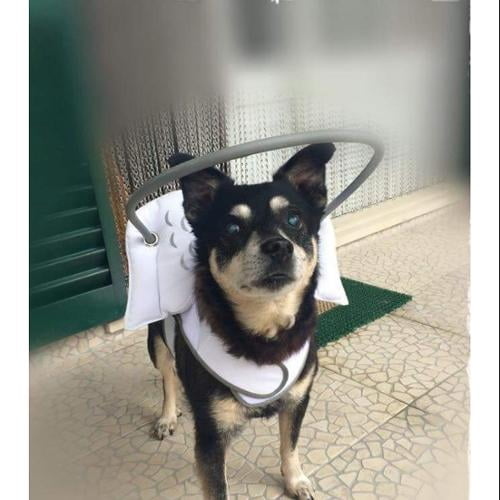 angel wings for blind dogs