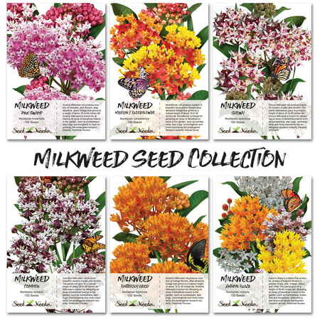 Seed Needs, Untreated Milkweed Seed Collection (6 Individual Packets) Attracts Monarch (Best Plants For Monarch Butterflies)