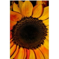 Trademark Fine Art "Sunflowers XII" Canvas Art by Martha Guerra, 16x24