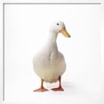 thumbnail image 2 of Aylesbury Duck Domestic, Framed Art Print Wall Art Sold by Art.Com, 2 of 6