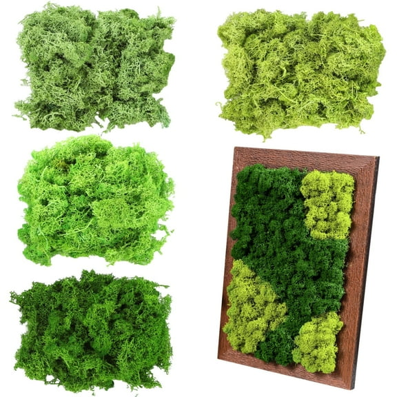 4 Colors Preserved Reindeer Moss for DIY Miniature Landscapes Green Natural Texture, Perfect for Craft Projects and Home Decor