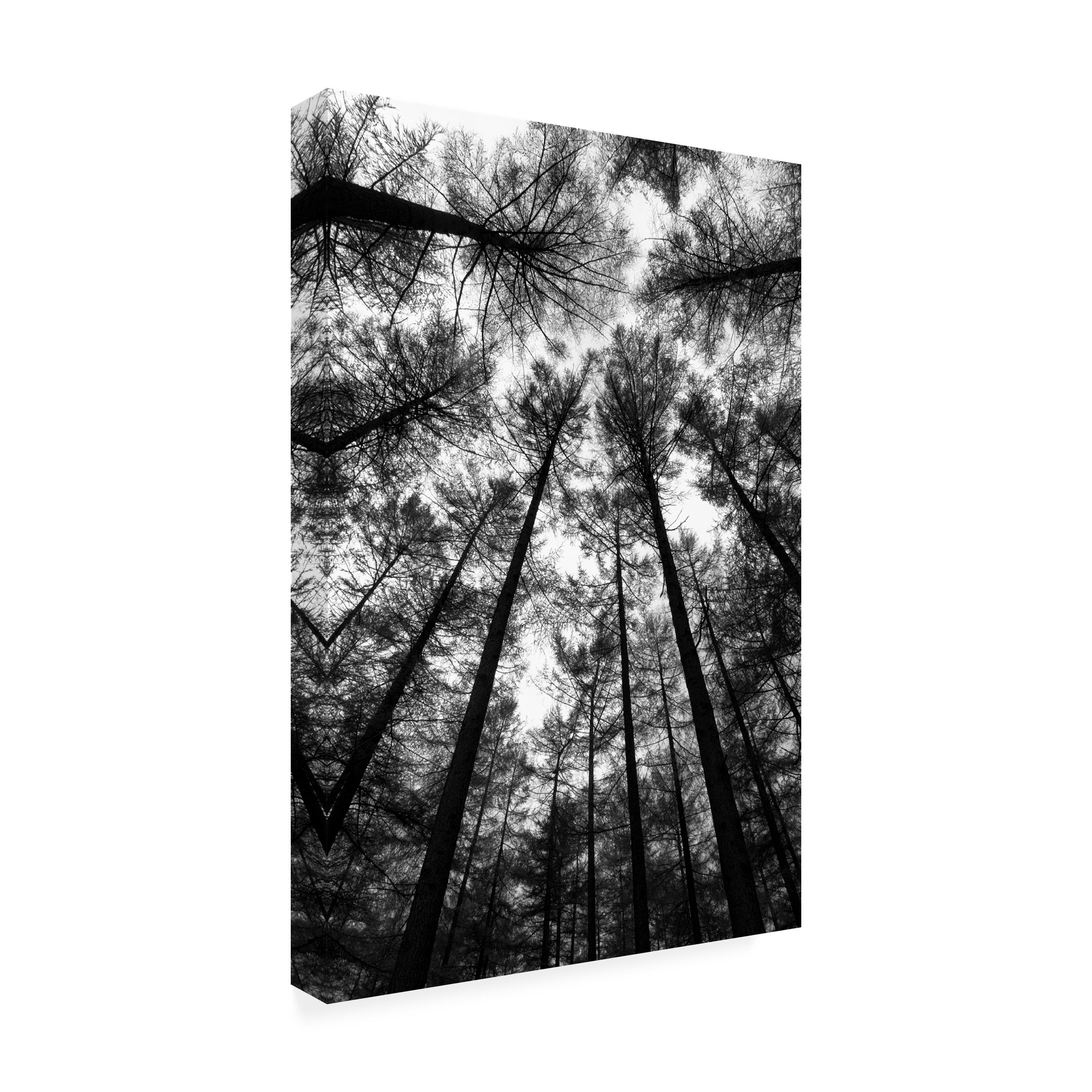 Canvas Wall Art - Tom Quartermaine 'BW Forest Portrait Original' Wall Art for Living Room, Bedroom, or Office Décor by Trademark Fine Art - 12 x 19 Inches