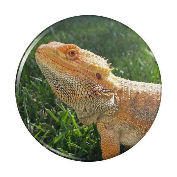 Bearded Dragon in Profile Kitchen Refrigerator Locker Button Magnet
