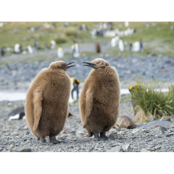 King Penguin rookery in Fortuna Bay. Chick in typical brown plumage. South Georgia Island Poster Print by Martin Zwick (24 x 36)
