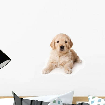 Just Golden Puppies Golden Retriever Puppy White Wall Decal by Wallmonkeys Peel and Stick Graphic (18 in H x 18 in W) WM1105 ()