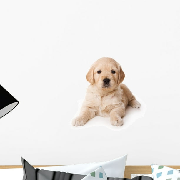 Golden Retriever Puppy White Wall Decal by Wallmonkeys Peel and Stick ...