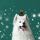 thumbnail image 4 of Gorro de Navidad para mascotas y perros pequeños - Sombreros de Papá Noel verdes y rojos en pack de 2, disfraz de peluche de punto para mascotas, 4 of 6