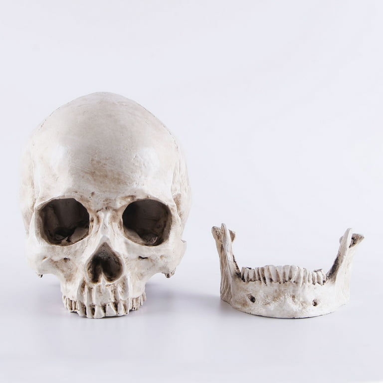 Human Skull Cranium Exact Replica 1:1 Life Size Real Human Anatomy