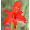 Crocosmia 'Lucifer' | Kiefer Nursery: Trees, Shrubs, Perennials Crocosmia 'Lucifer' | Kiefer Nursery: Trees, Shrubs, Perennials
