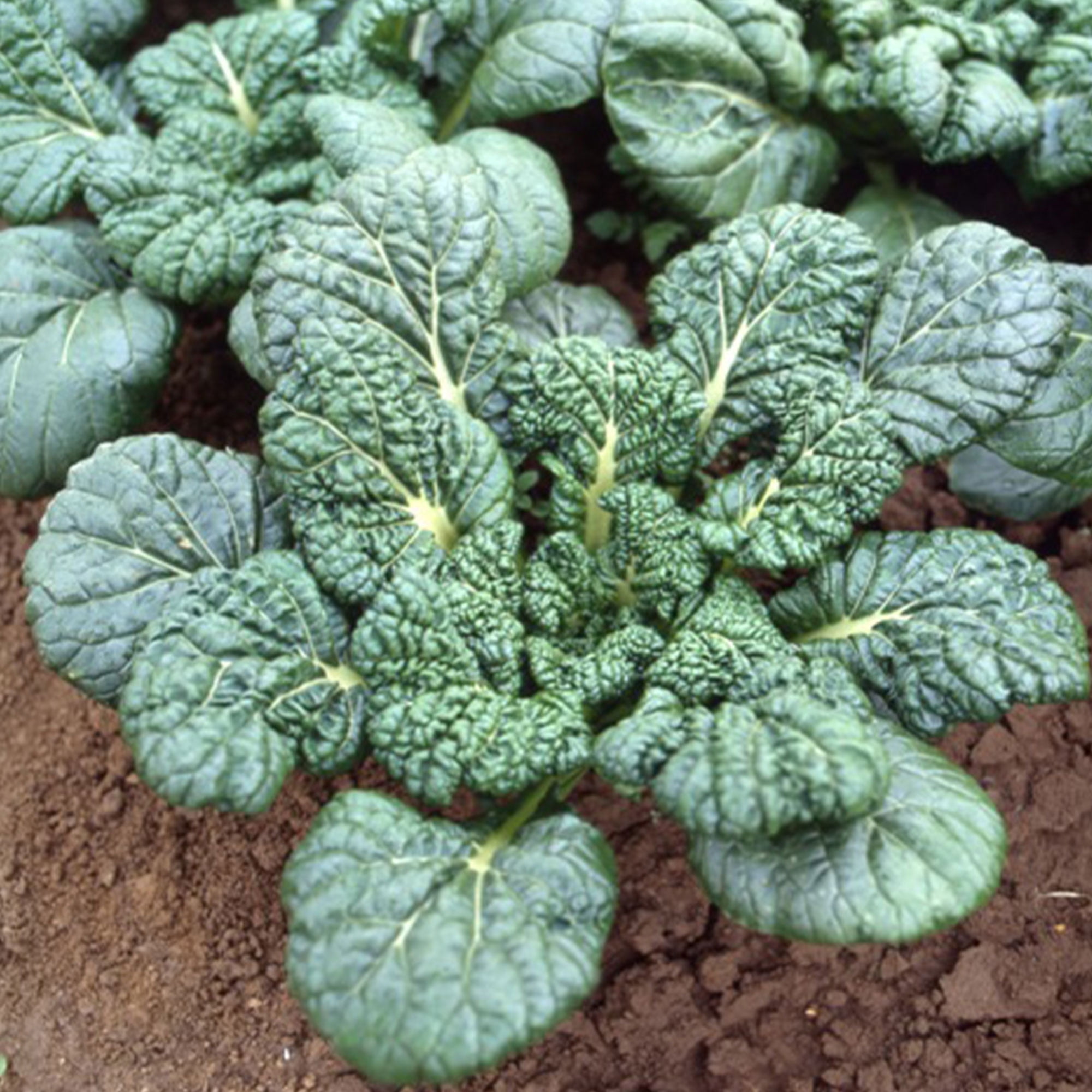 Japanese Mugwort - Yomogi - 1 Oz ~55700 Seeds - Non-GMO, Heirloom