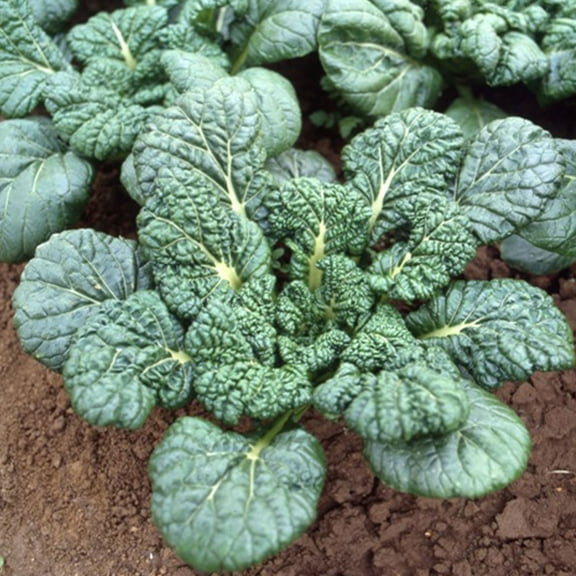 Chinese Cabbage Seeds - Yukina Savoy - 3 g Packet ~906 Seeds - Non-GMO, Heirloom - Asian Garden Vegetable & Microgreens