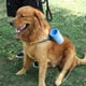 thumbnail image 3 of Limpiador de patas de perro ZHAOCHENG portátil con toalla, 3 of 5