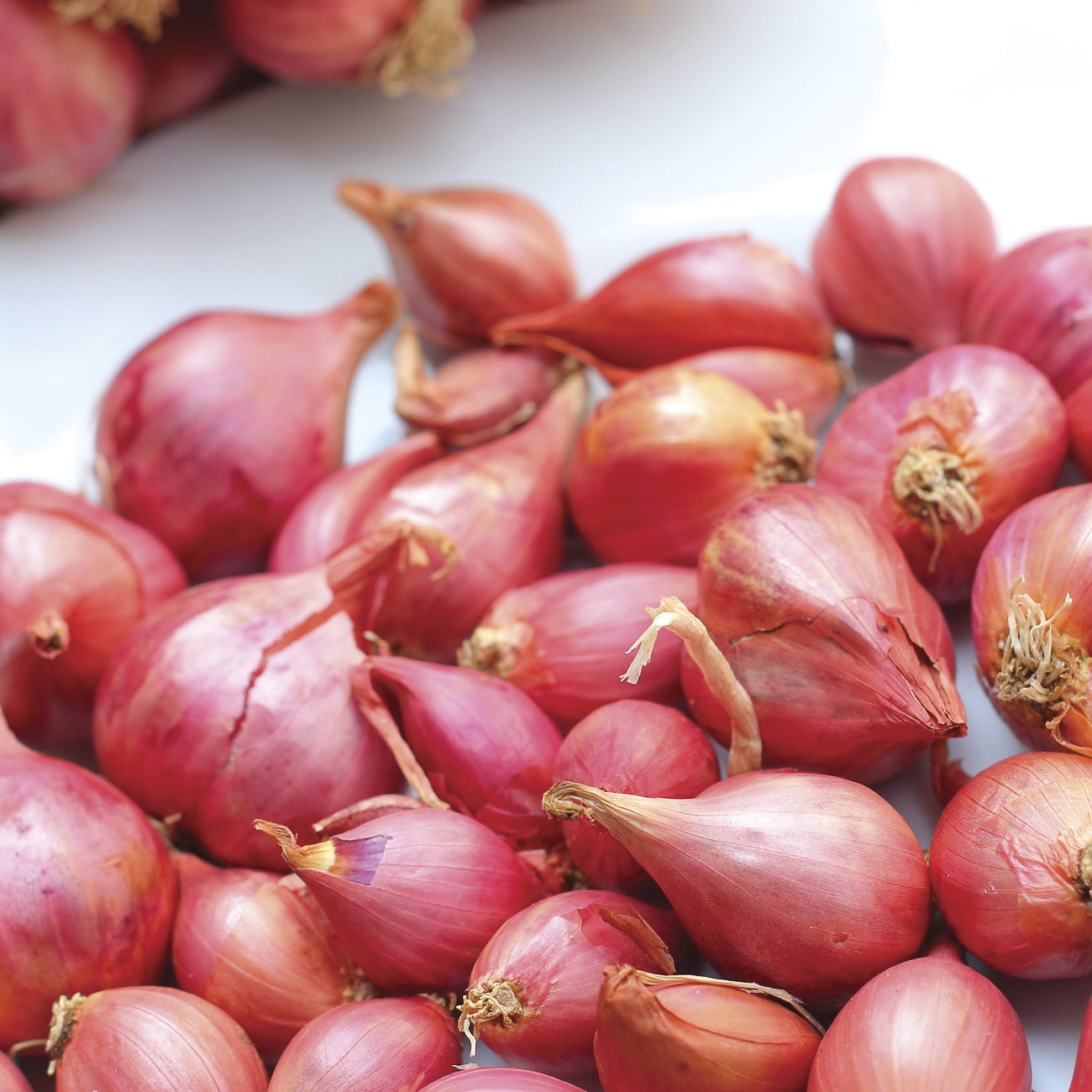 Van Zyverden Dutch Shallots Red Set of 25 Bulbs, White, Full Sun , Perennial