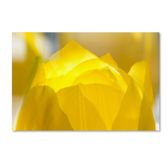 Trademark Fine Art "Yellow Tulip Double Exposure" Canvas Art by Kurt Shaffer