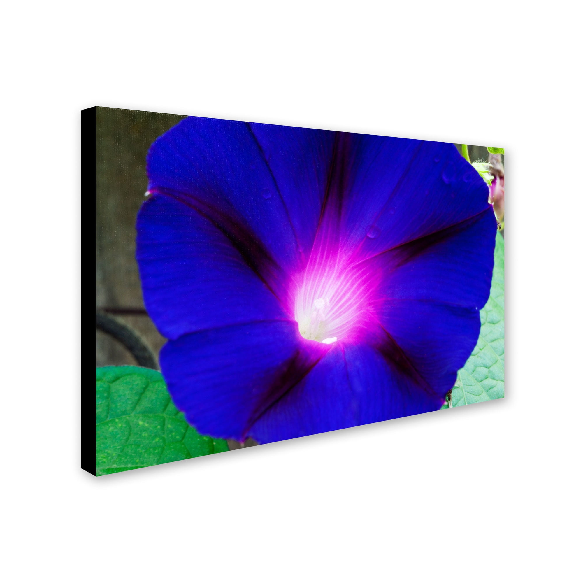 Trademark Fine Art "Deep Blue Morning Glory" Canvas Art by Kurt Shaffer