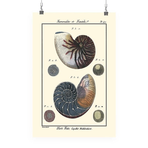 Sea Shell Vi Poster - Denis Diderot Designs,