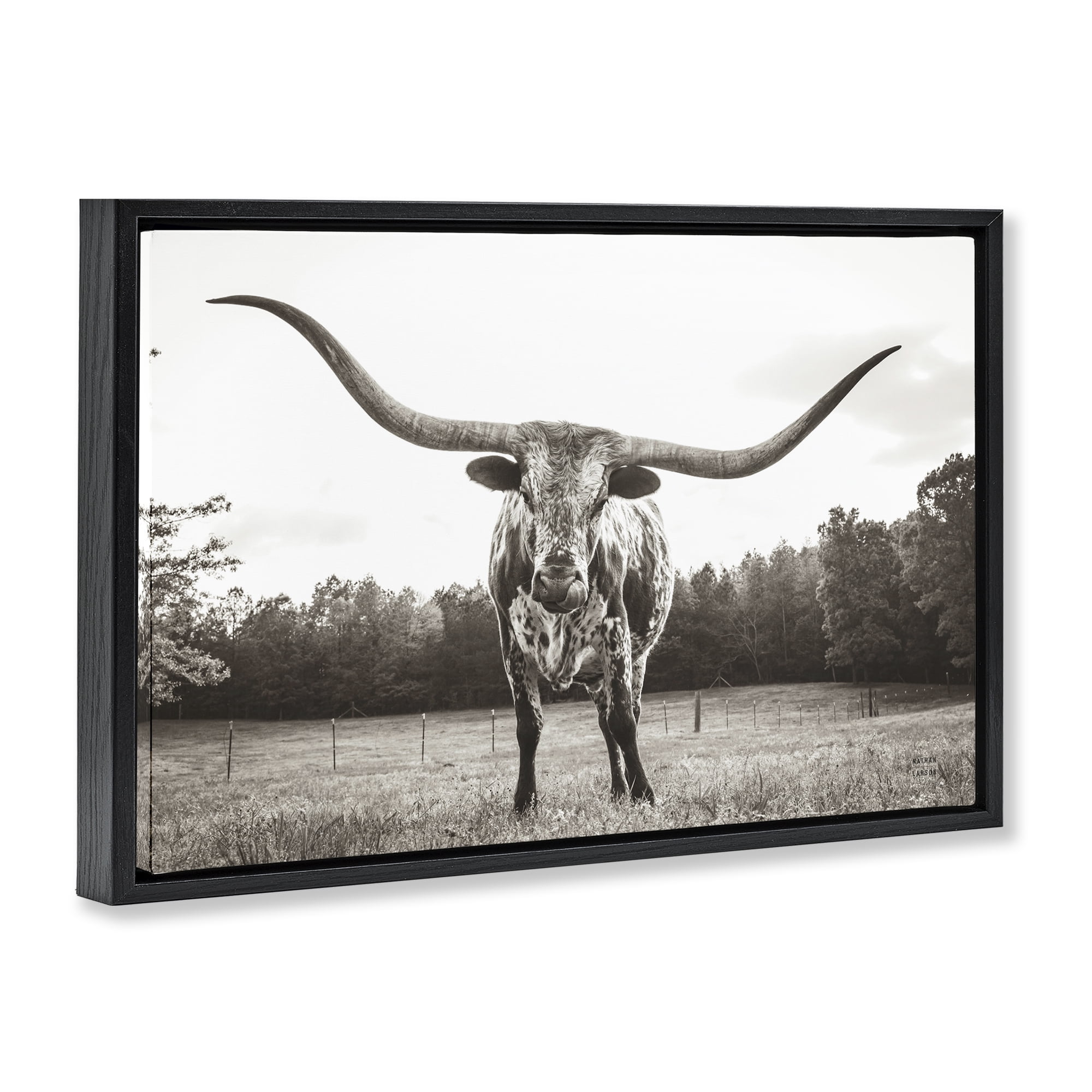 Stupell Industries Longhorn Licking Lips Animals Photography Black Floater Framed Canvas Art Print Wall Art, 25 x 17