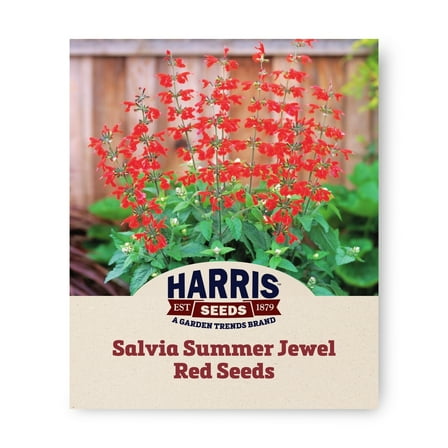 Harris Seeds - Salvia Summer Jewel Red Variety Uniform Spikes Flower - 250 Seeds
