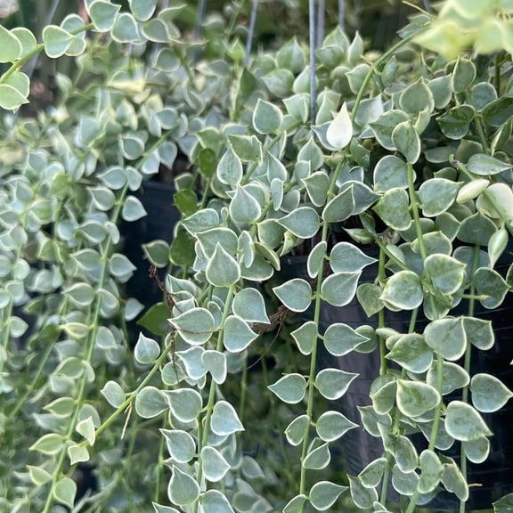 Million Hearts Plant - Variegated - Live Starter Plant in a 2 Inch Grower's Pot - Dischidia Ruscifolia Variegata - Elegant Indoor Outdoor Succulent Easy Care