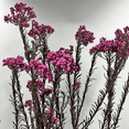 thumbnail image 5 of Bergamo Art Bundle of 4 Preserved Millet Rice Flower in TaroPurple, 5 of 5