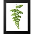 thumbnail image 2 of Greer, Lexie 12x14 Black Modern Framed Museum Art Print Titled - Green Maidenhair, 2 of 5
