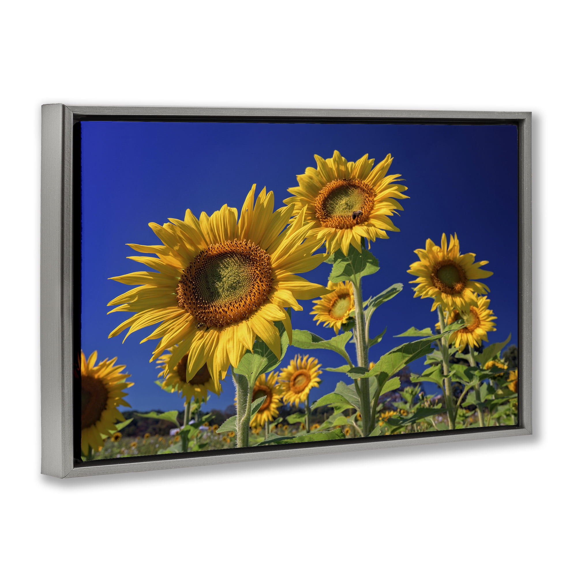 Stupell Industries Bright Sunflowers with Blue Sky Plants & Flowers Photography Gray Floater Framed Canvas Art Print Wall Art, 25 x 17