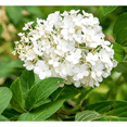 thumbnail image 2 of Bobo Hydrangea Plant, Compact Flowering Shrub with White and Pink Blooms, 2 of 10