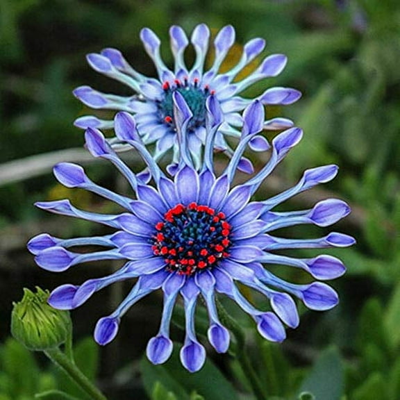 100 Rare Blue Daisy Colorful Flowers Seeds Garden Plants