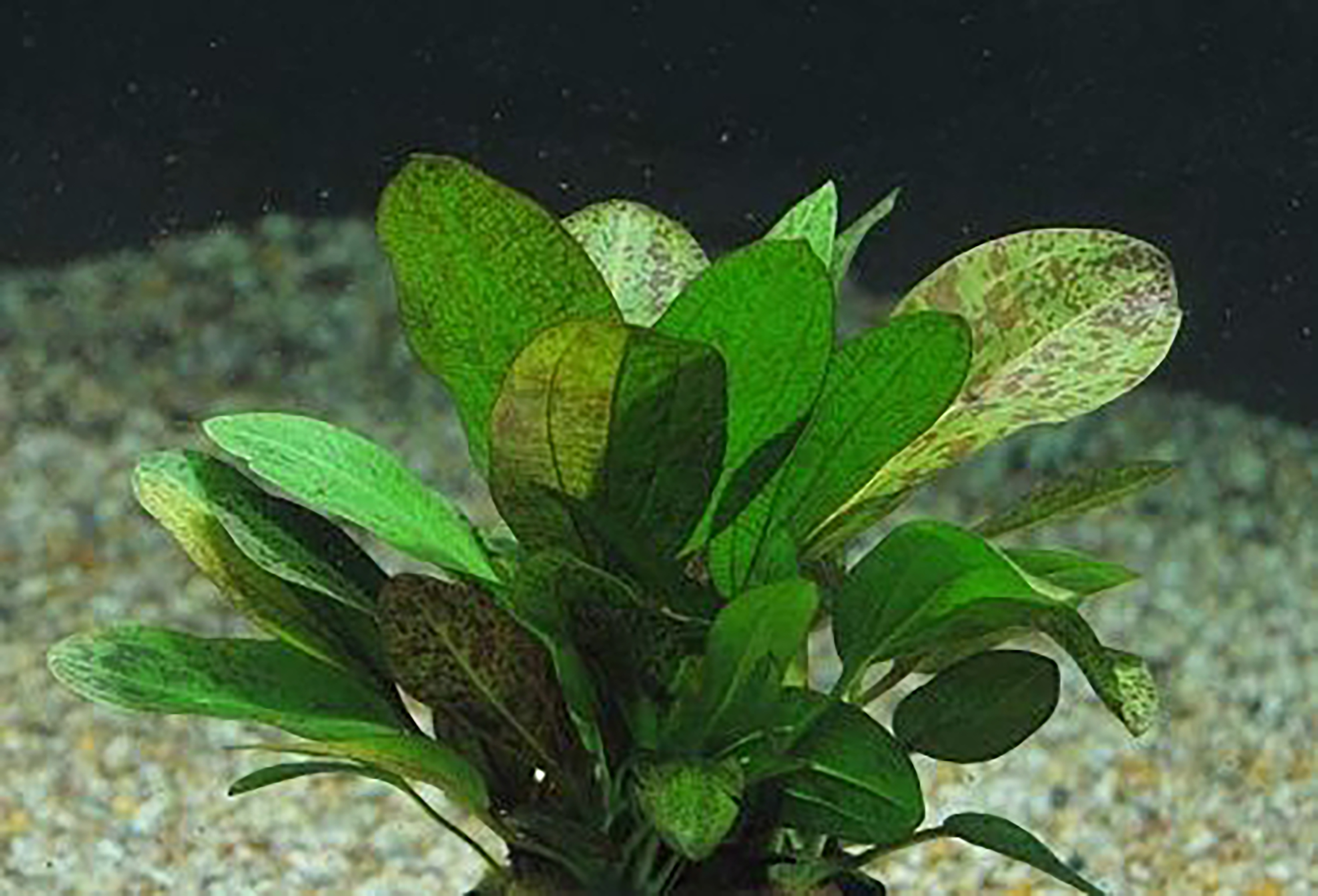 Amazon Sword Echinodorus Ozelot Red Small Live Aquarium Plants BUY2 GET1 FREE - image 4 of 8