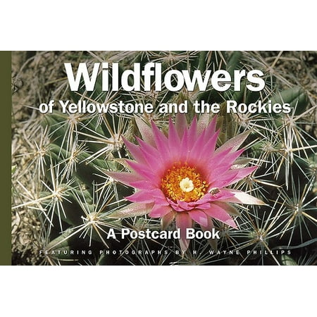 Wildflowers Of Yellowstone And The Rockies A Postcard