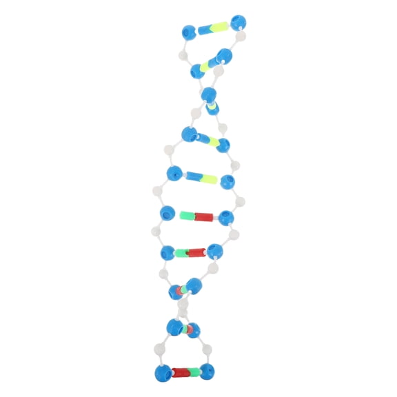 LOLIPPYY Realistic Double Helix Dna Model for Daily Use Biology Teaching Supply