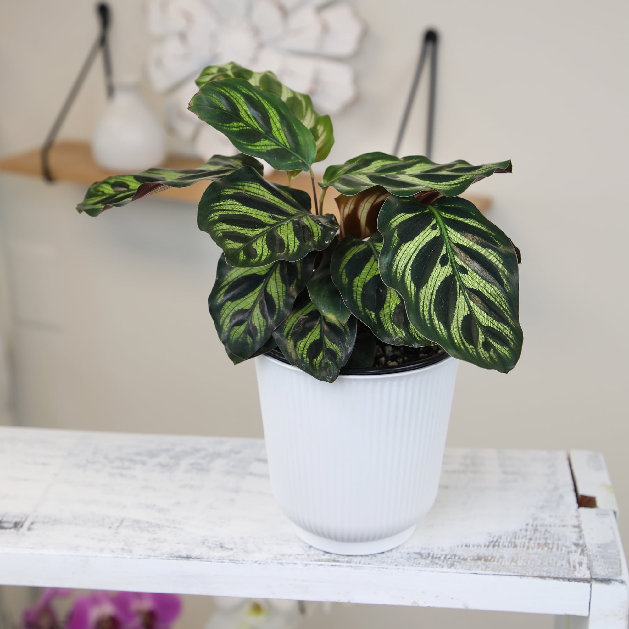 Calathea Makoyana, Pet-Safe Houseplant | 4.25in Decor Pot; Indirect Light | Element by Altman Plants