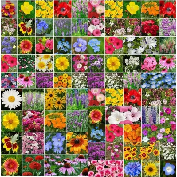 Landscaper's Pack Wildflower Mix Bulk TOP SELLERS – 5000 Seeds - Non-GMO Beautiful Wildflower Garden Seeds