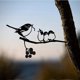 thumbnail image 2 of Silueta de acero de pájaro de metal, decoración de pájaros de rama (pájaros de alimentación C), figura de pájaro, decoración de árbol de arte para jardín, patio, decoraciones al aire libre, 2 of 5