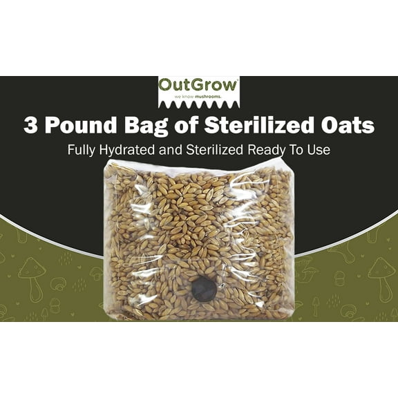 Premium Grain Spawn | 3 Pounds of Whole Oats Mushroom Substrate | Out Grow