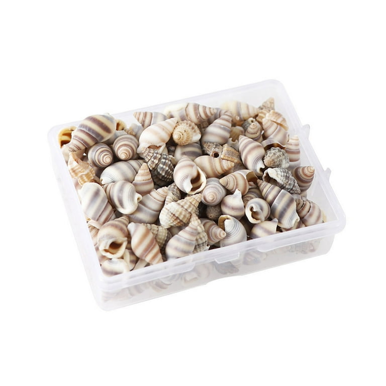 Buy Small, Vibrant Seashell Mix, Tiny Sea Shell Pack, Pink Spirals