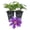 2 Plants, variant on Clematis Baroness Fookes - 1 Live Starter Plant - Beautiful Multi Colored Striped Lavender Flowering Vine