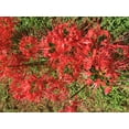 thumbnail image 6 of 8 Bareroot Red Surprise Lily/ Resurrection Lily/ Naked Lady/ August Lily/ Lycoris Raidanti/ Red Spider Lily, 6 of 7