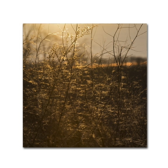 Trademark Fine Art 'Winters Golden Glow' Canvas Art by Kurt Shaffer