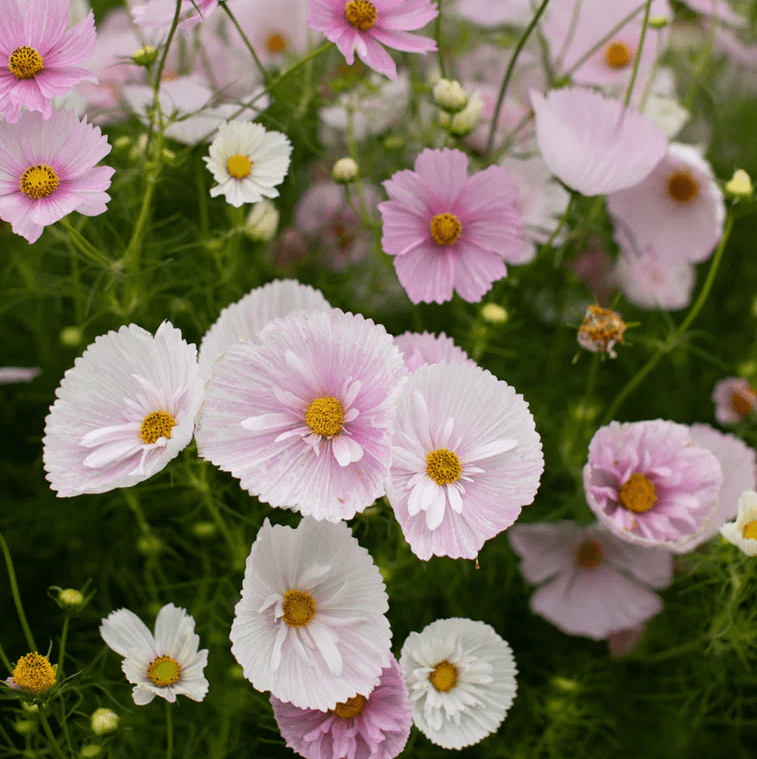 50 Cosmos Seeds, Annual Flower Mix, Pollinator Friendly for Gardens and Containers