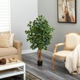thumbnail image 3 of Arbre à Soie Ficus 4 Pieds, 3 of 4