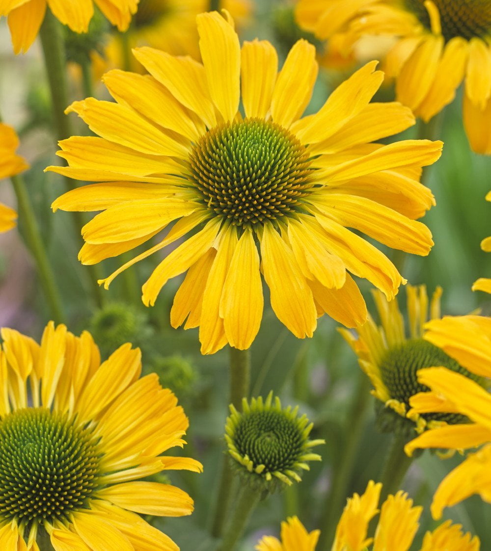 Yellow Passion Coneflower Plant The Greenest Echinacea 4" Pot
